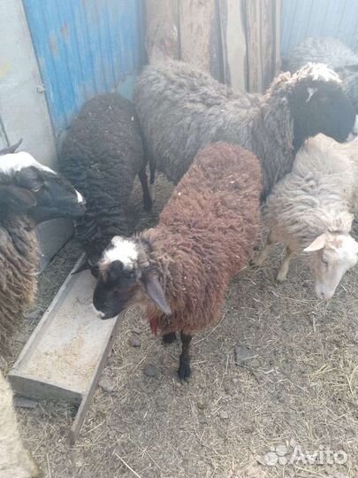 Овцы ягнята козы