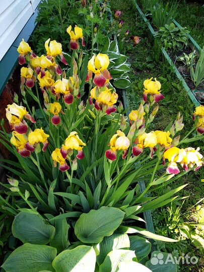 Ирис жёлтый и бордовый большие корневища