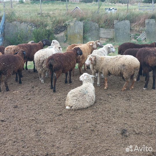 Овцы бараны ягнята