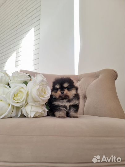 Померанский шпиц супер мини