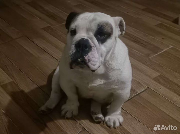 Английский бульдог