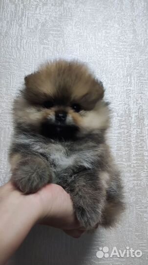 Померанский шпиц