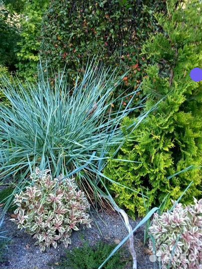 Злаки для ландшафтного дизайна