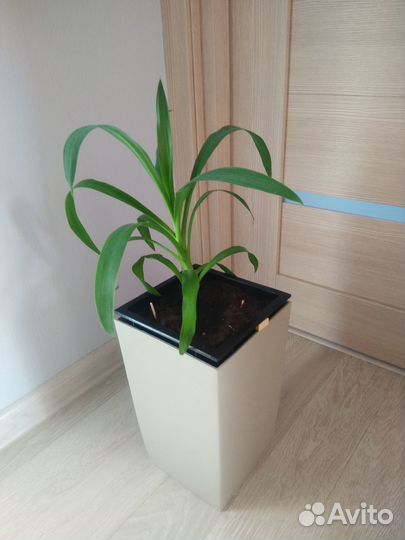 Продам цветы комнатные