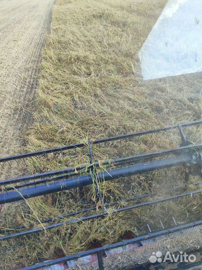 Просо красное