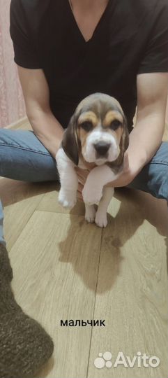 Щенки бигль