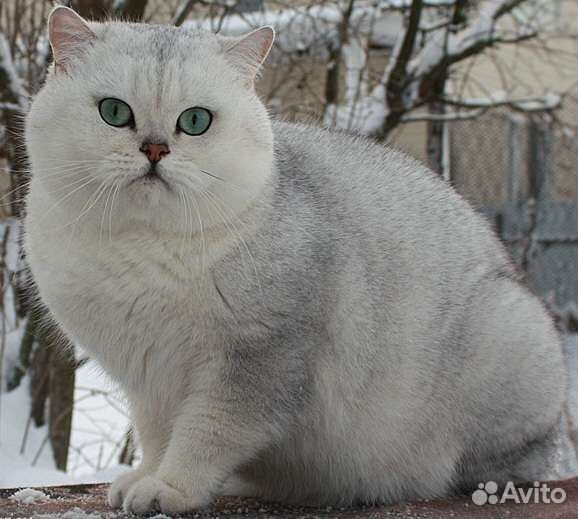Шотландский кот вязка