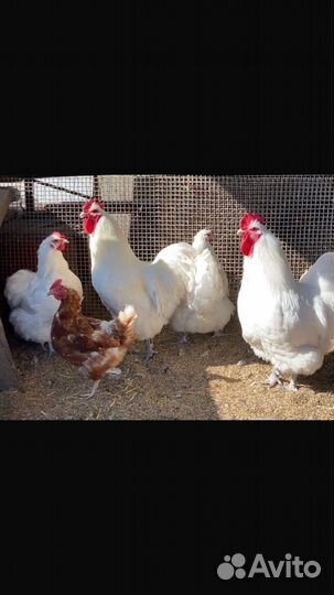 Куры, петухи джерсийский гигант белый