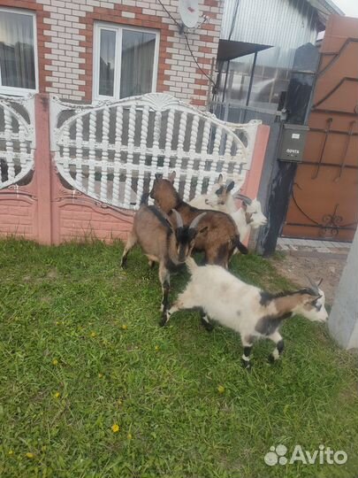 Козы и козлята продажа