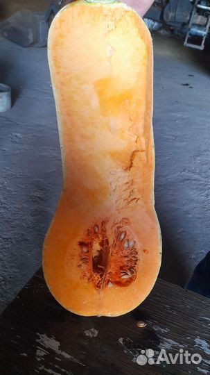 Тыква сорт Гитара