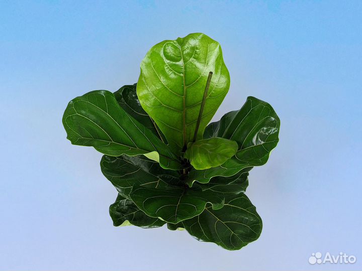 Фикус Лирата 17/75