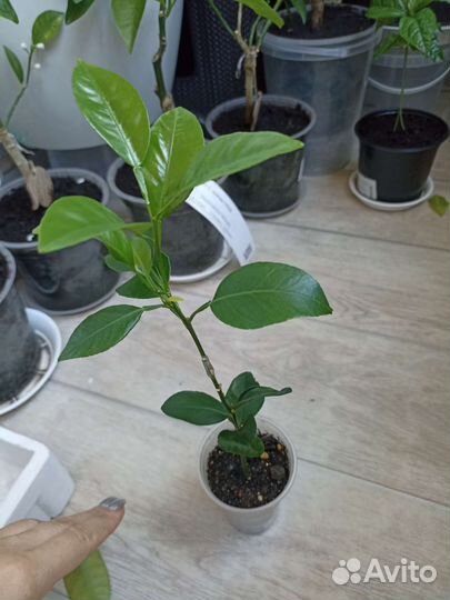 Мандарин Декопон (Декопан)