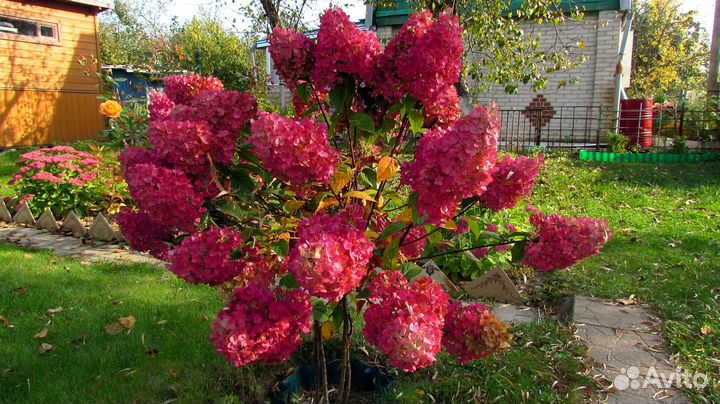 Гортензии метельчатые