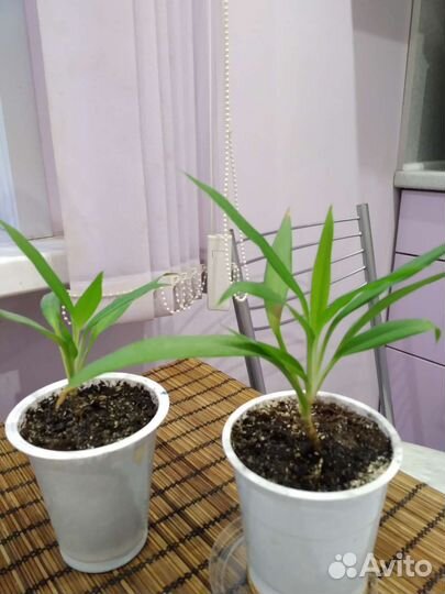 Драцена пальма