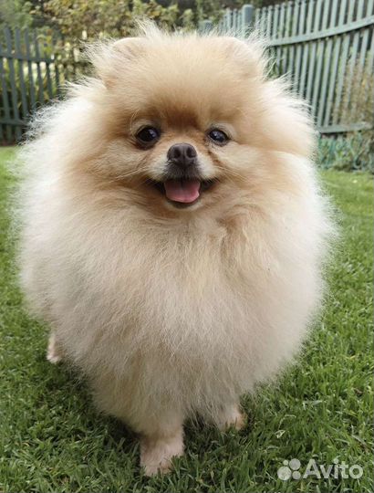 Померанский шпиц, вязка