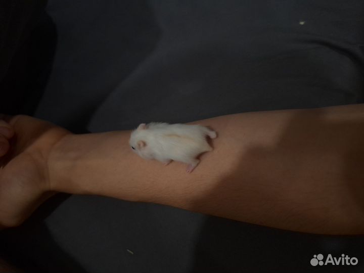 Хомяк, джунгарский, белый, мальчик, молодой