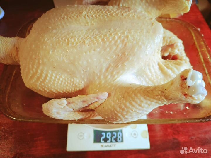 Цыплята бройлера