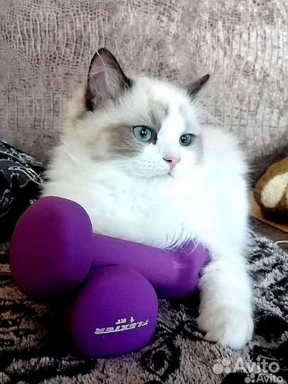 Кошечка. Регдолл
