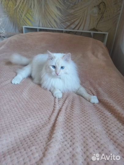 Кот в добрые руки