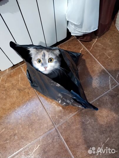 Отдам бесплатно в добрые руки