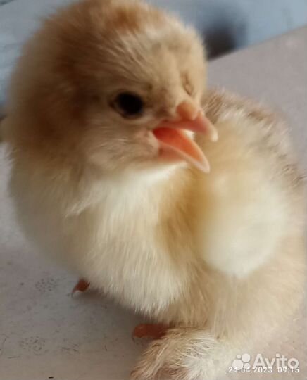 Цыплята: Брама, Миксы