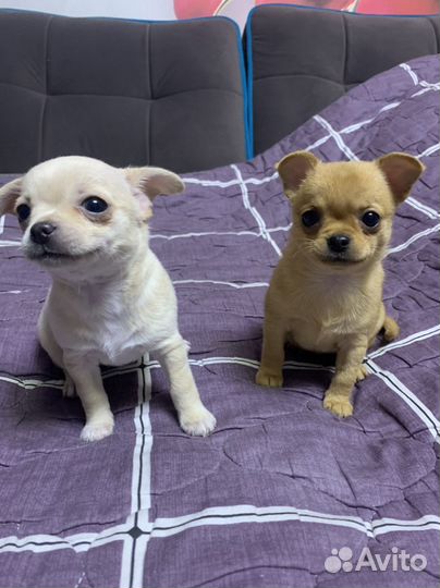 Щенки чихуахуа