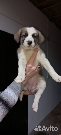 Собака в добрые руки отдам бесплатно