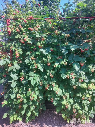 Малина в стакане