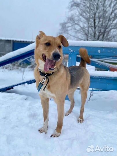 Неунывающий Джек, ждет свою семью