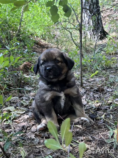 Щенок в добрые руки