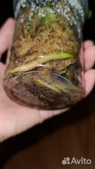 Анткриум Колорадо