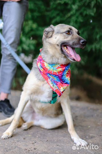 Собака в дар