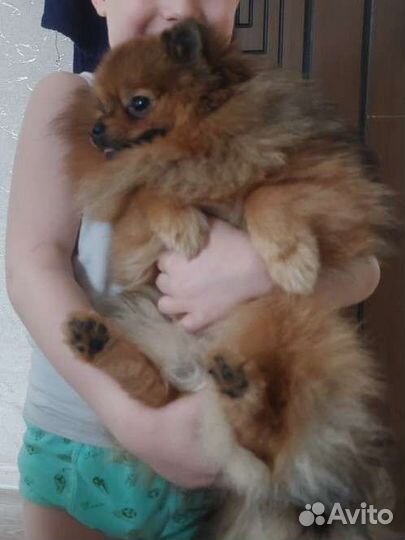 Померанский шпиц вязка кобель (не продажа)