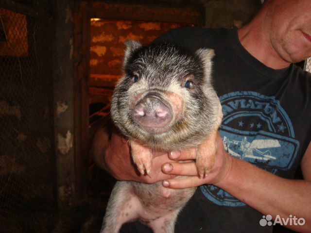 Поросята-вьетнамцы