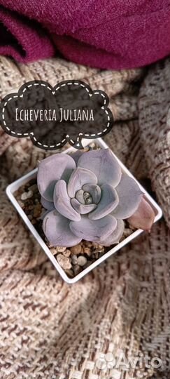 Листики суккулентов. Набор 2