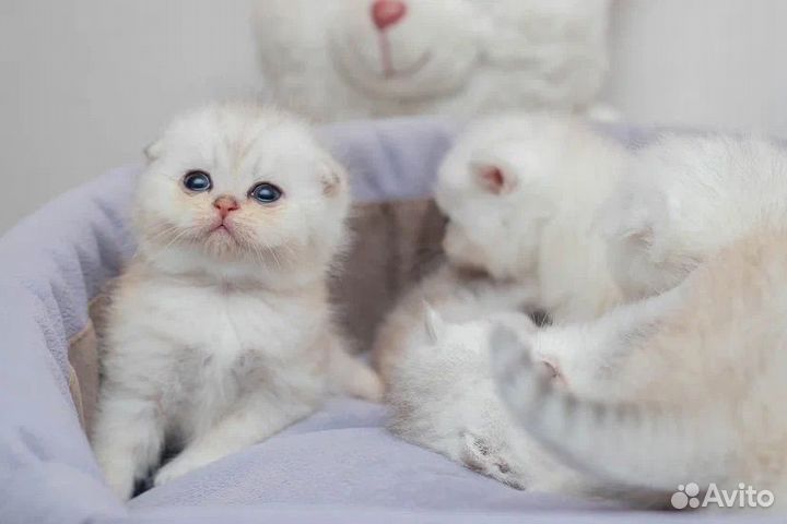 Шотландские котята