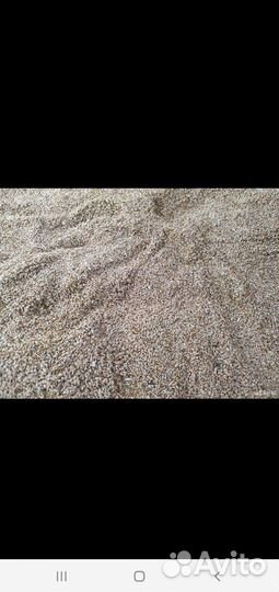 Донник двулетний