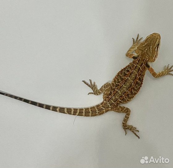 Бородатая агама