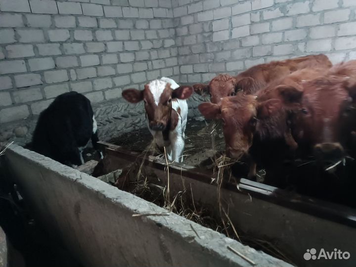 Бычки и Телки