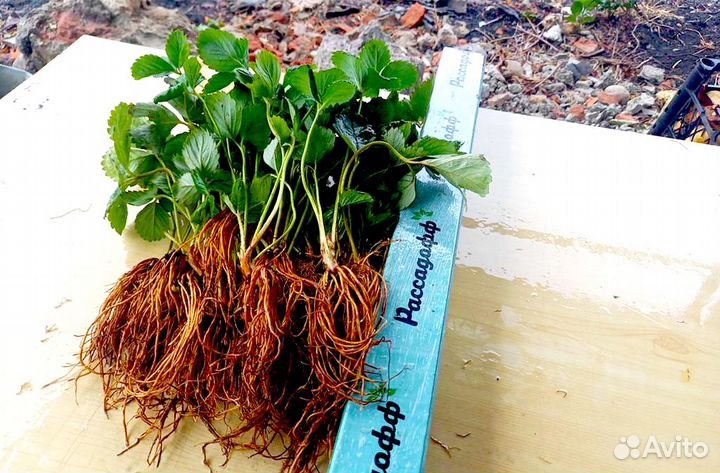 Рассада клубники. Элитные сорта оптом