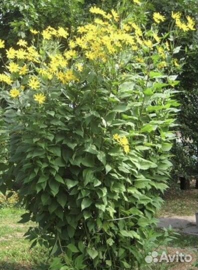 Тапинамбур