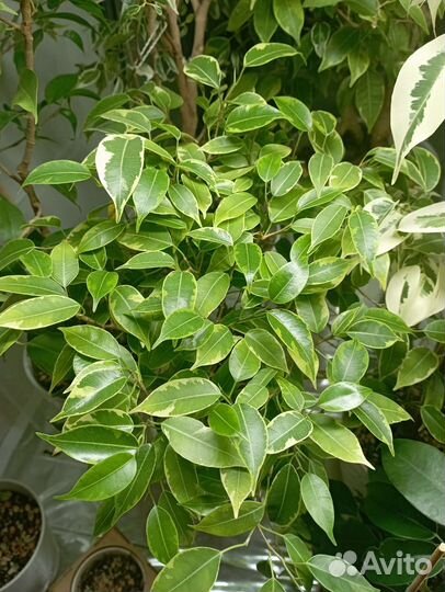 Фикус Лавли