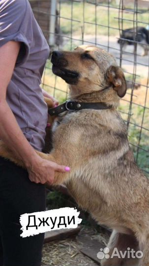 Собака в свой дом