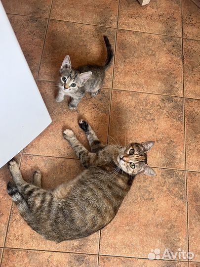 Умная кошечка