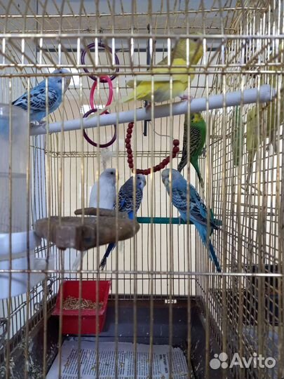 Попугайчики волнистые самцы и самки