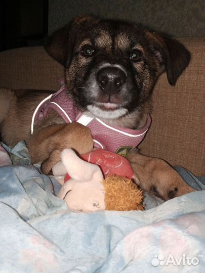 Щеночек в добрые