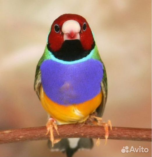 Амадины Гульда