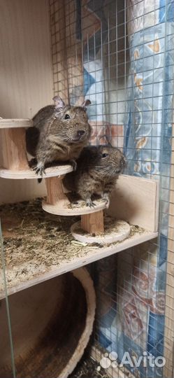 Две чилийские белки дегу с клеткой