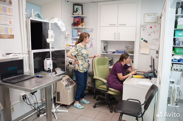 Стерилизация кошки в Калуге и области