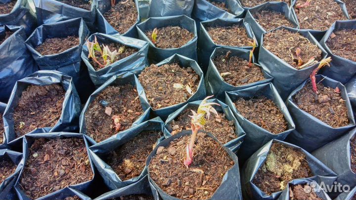 Пионы сортовые корни